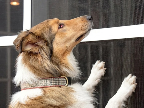 PetScreen®: Pet Resistant Screening